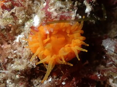 Balanophyllia regia