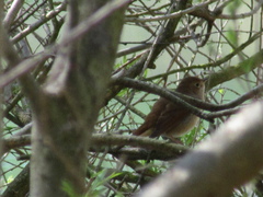Luscinia megarhynchos