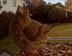 Haemorhous mexicanus