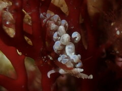 Spurilla neapolitana