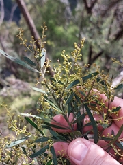 Acacia hamiltoniana