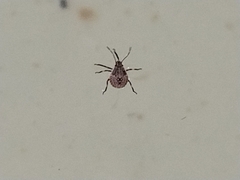 Brochymena quadripustulata