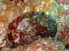 Haliotis tuberculata