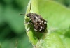Pea Weevil - Photo (c) Lucyna Bugiera, some rights reserved (CC BY-NC), uploaded by Lucyna Bugiera