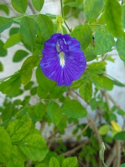 Clitoria ternatea ternatea