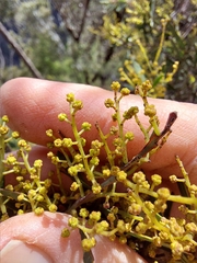 Acacia hamiltoniana