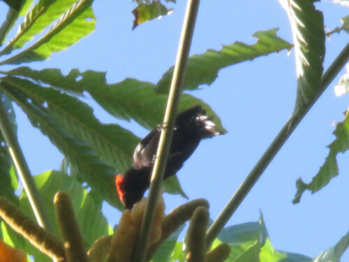 Flame-crested Tanager (Loriotus cristatus), photo 10