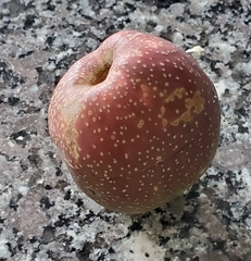 Prunus salicina