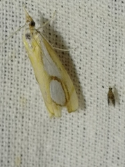 Catoptria pinella