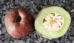 Prunus salicina