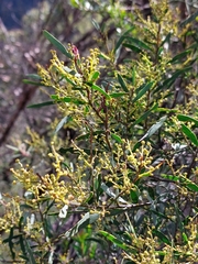 Acacia hamiltoniana