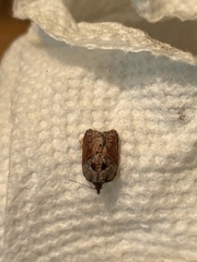 Acleris maculidorsana