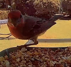 Haemorhous mexicanus