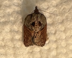 Acleris maculidorsana