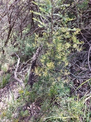 Acacia hamiltoniana