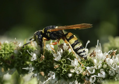 Philanthus ventilabris