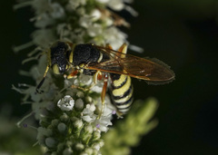 Philanthus ventilabris