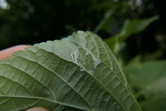 Phyllonorycter messaniella