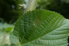 Phyllonorycter messaniella