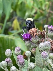 Bombus pensylvanicus