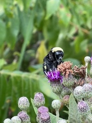 Bombus pensylvanicus
