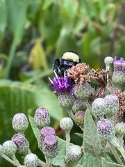 Bombus pensylvanicus