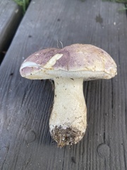 Tylopilus williamsii