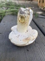 Tylopilus williamsii