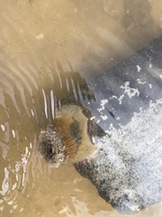 Bunodosoma cavernatum