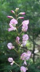 Hylodesmum