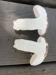 Tylopilus williamsii