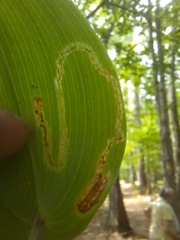 Liriomyza smilacinae