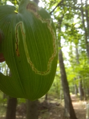 Liriomyza smilacinae