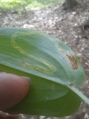 Liriomyza smilacinae