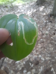 Liriomyza smilacinae