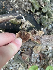 Trametes versicolor