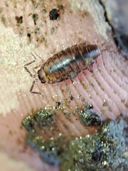 Halophiloscia couchii