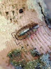 Halophiloscia couchii