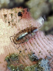 Halophiloscia couchii