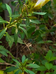 Argiope argentata