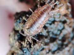 Halophiloscia couchii