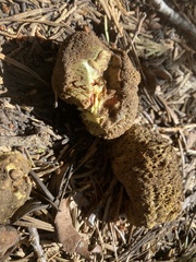 Gastroboletus