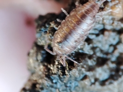 Halophiloscia couchii