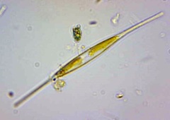 Nitzschia acicularis