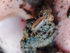 Halophiloscia couchii