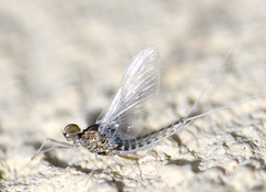 Callibaetis fluctuans