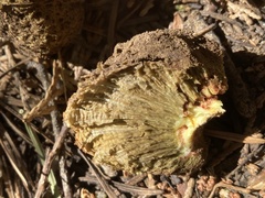 Gastroboletus