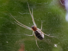 Frontinellina frutetorum