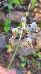 Lachenalia hirta