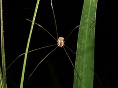 Leiobunum bimaculatum